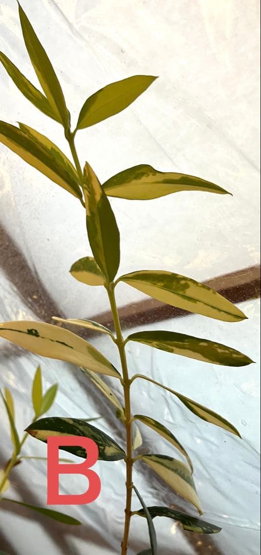オリーブ斑入り剪定枝　Ｂ.C各1本　長さ 7センチ