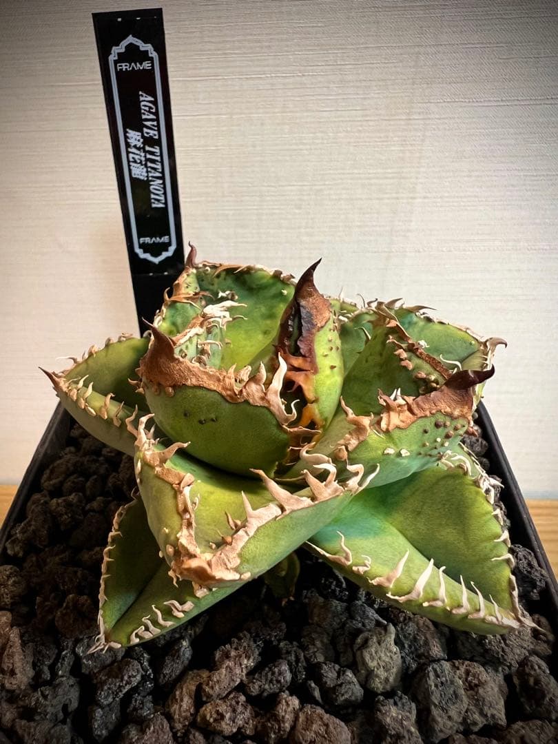 麻花龍子株発根済②アガベチタノタ Berlin産