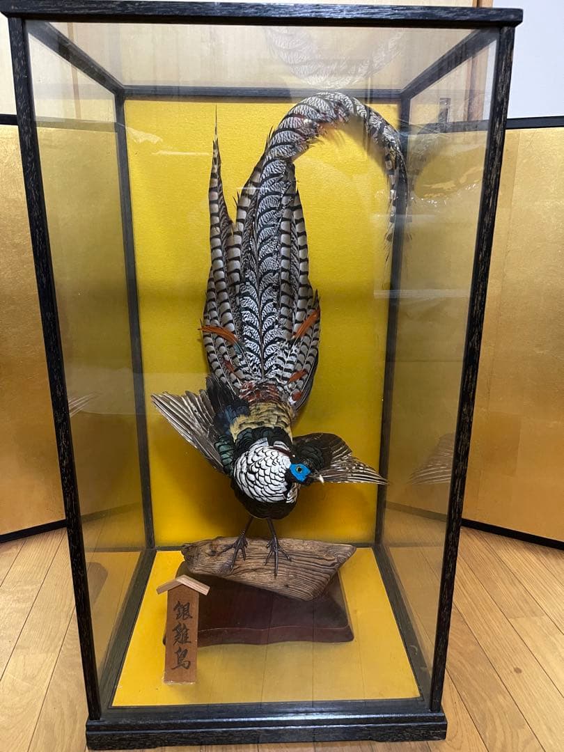 銀鶏鳥‼️美品‼️剥製‼️希少‼️高級品‼️ガラスケース付き‼️激安破壊出品‼️送料無料‼️