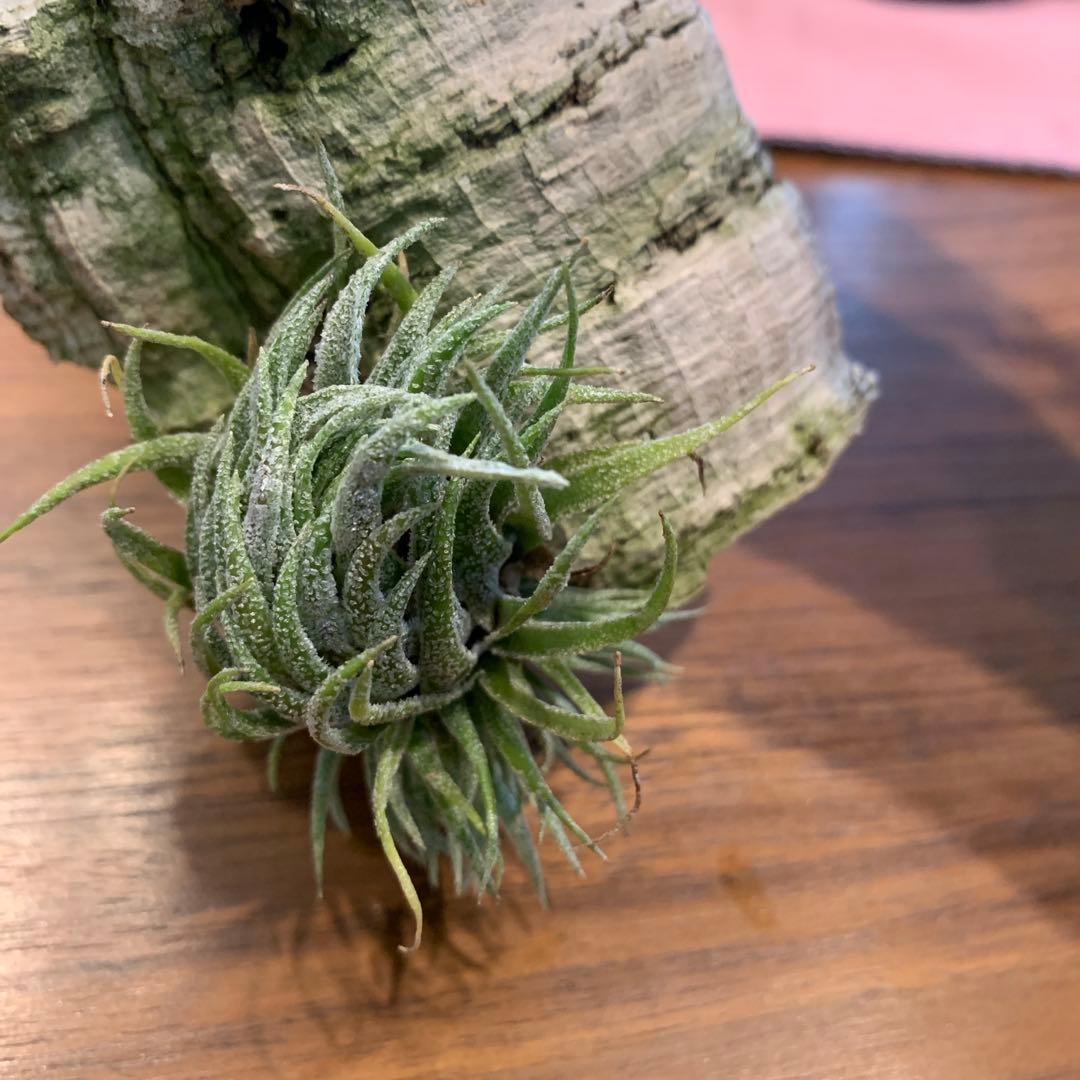 チランジア スプレンゲリアナ　5クランプ