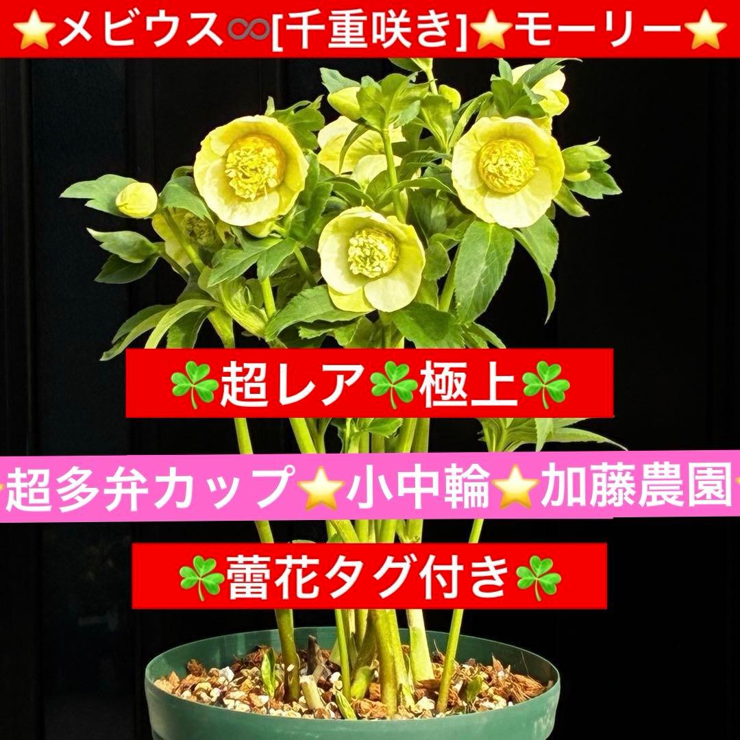 の*ん様 547☘️蕾花タグ付☘️超レア☘️極上☘️メビウス♾️[千重咲き]⭐️