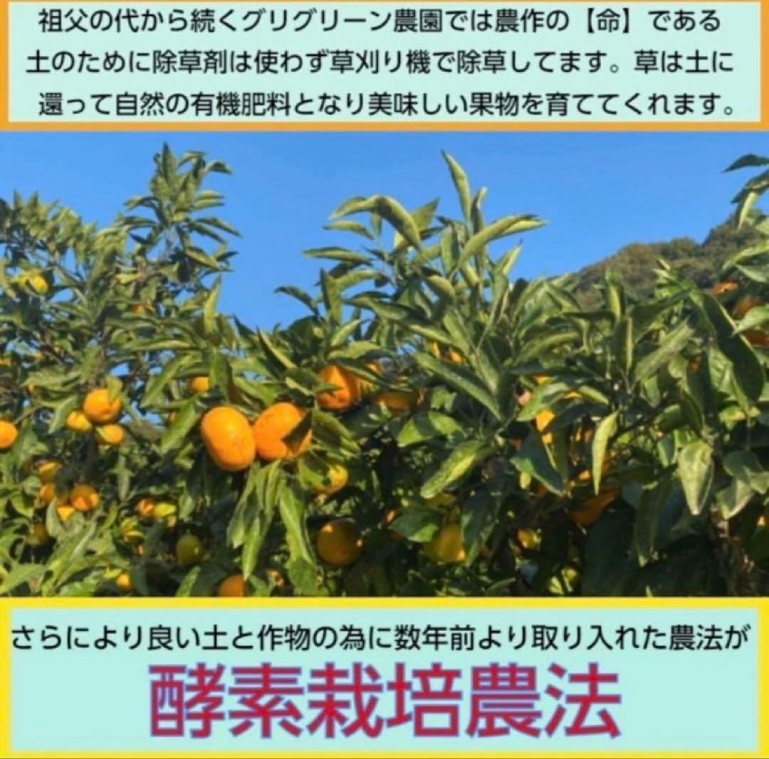 あん様♡酵素栽培　小粒ちゃん　ネーブル 瀬戸田　広島県　皮も食べて　農園直送5㌔