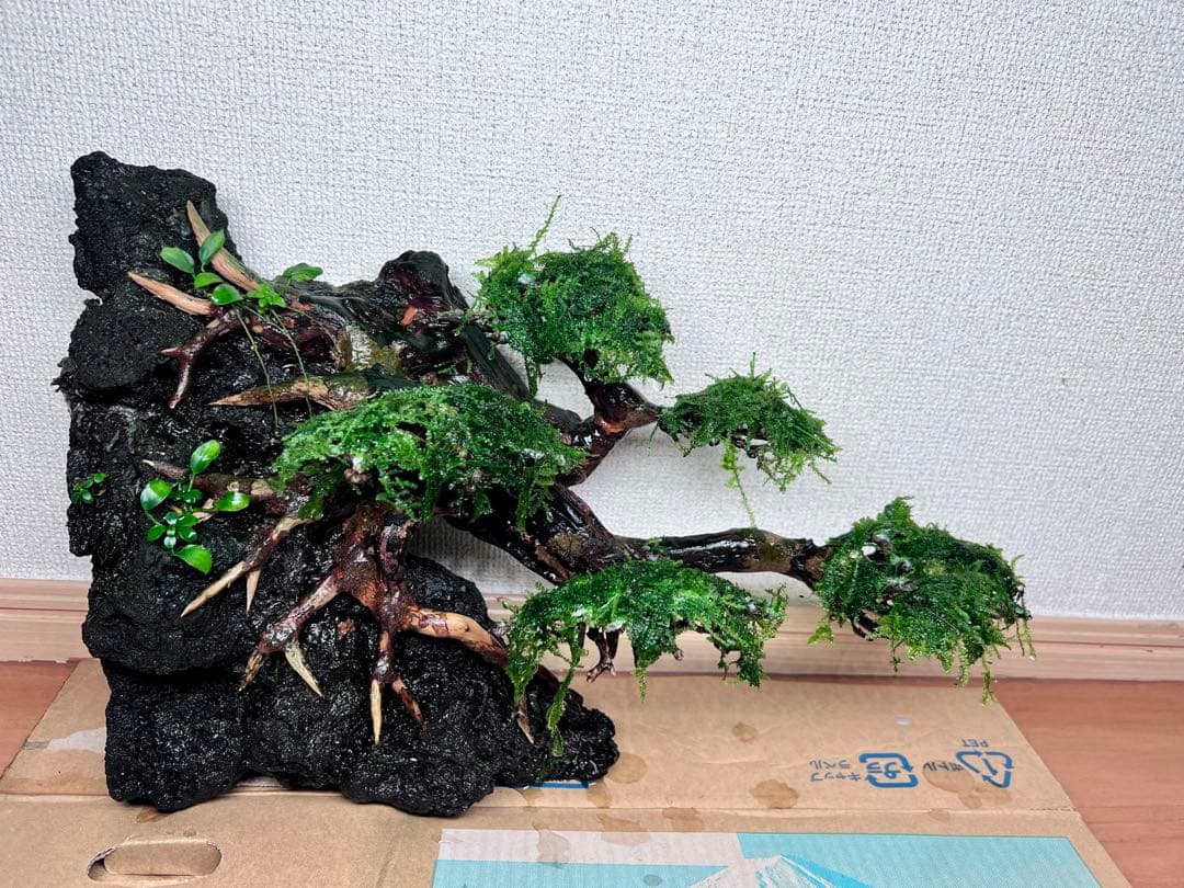 流木盆栽付き石　南米ウィローモス　アヌビアス　水槽アクアリウム mini盆栽流木