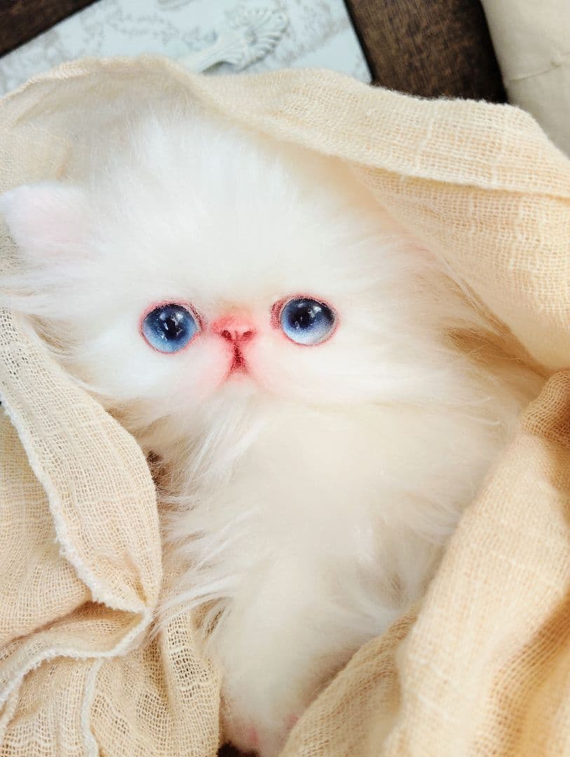 エキゾチックロングヘア♡子猫のミイちゃん♡アートドール♡ぬいぐるみ♡