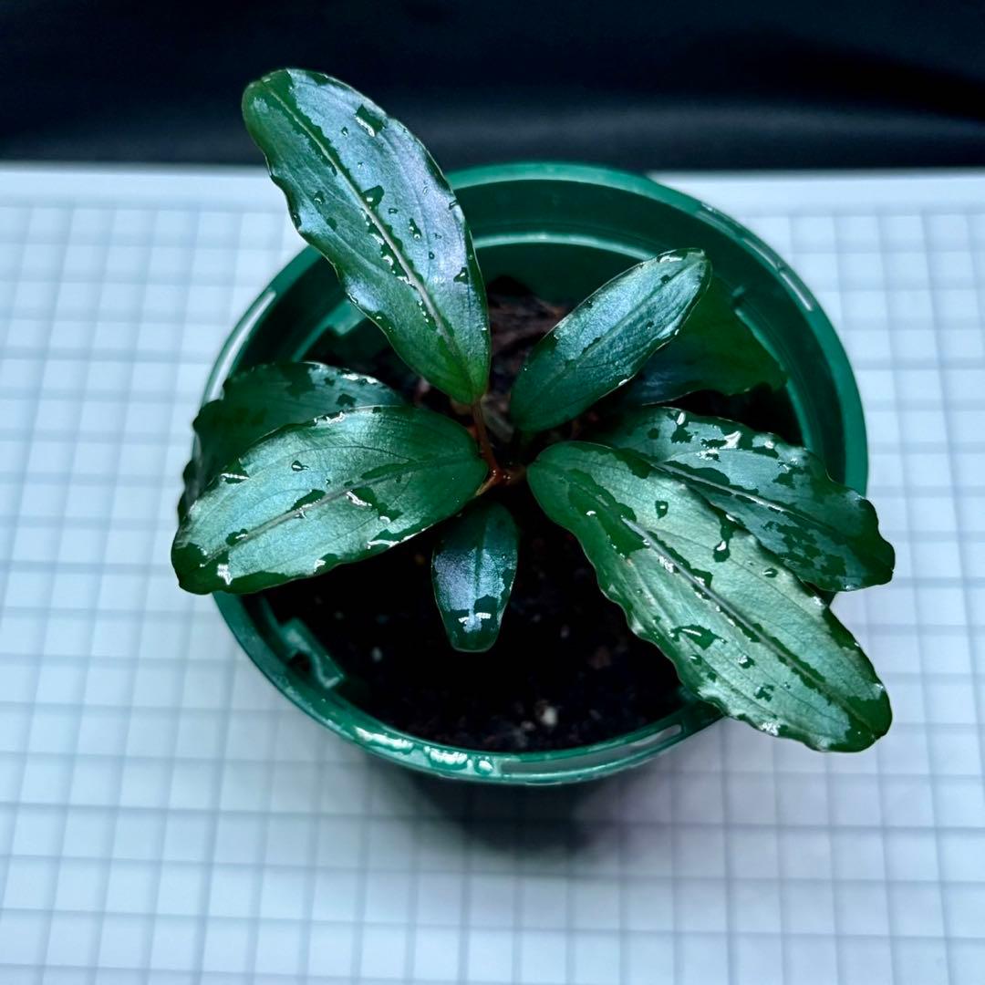 タ*ン様 ブセファランドラ sp.モトレイアーナ スーパーブルー　①