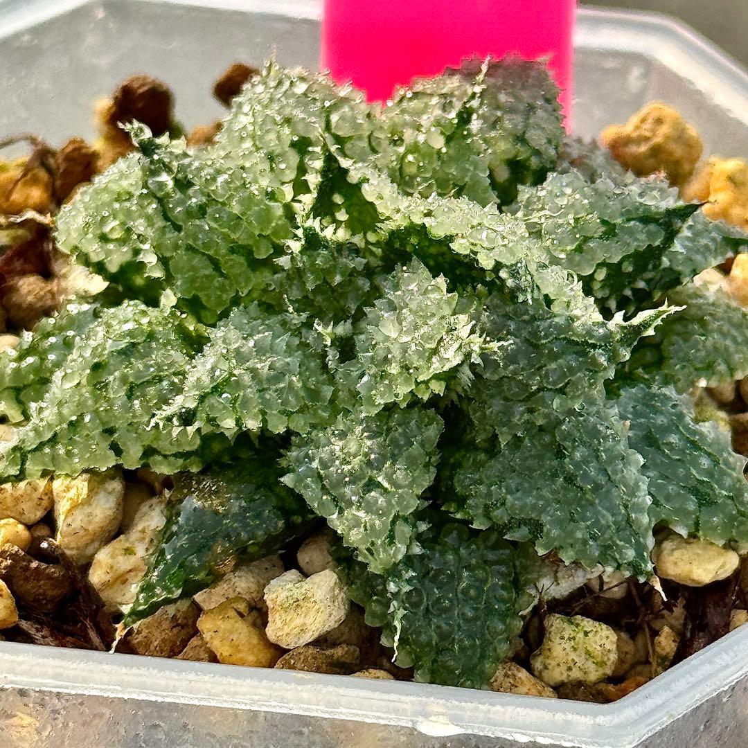 L*8様 バブルコレクタ　超美株　ハオルチア　観葉植物　D6