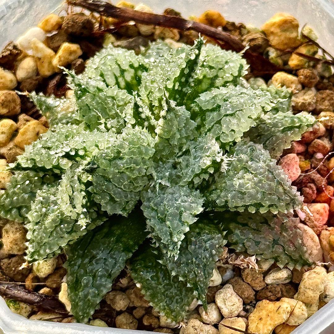 L*8様 バブルコレクタ　超美株　ハオルチア　観葉植物　D6