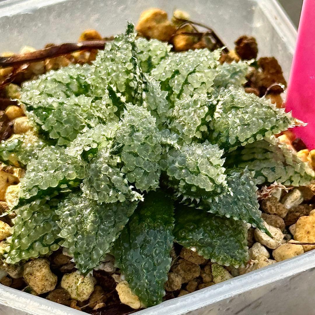 L*8様 バブルコレクタ　超美株　ハオルチア　観葉植物　D6