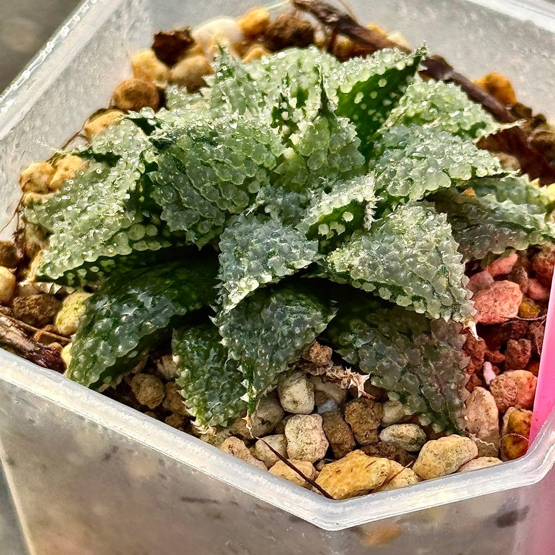 L*8様 バブルコレクタ　超美株　ハオルチア　観葉植物　D6