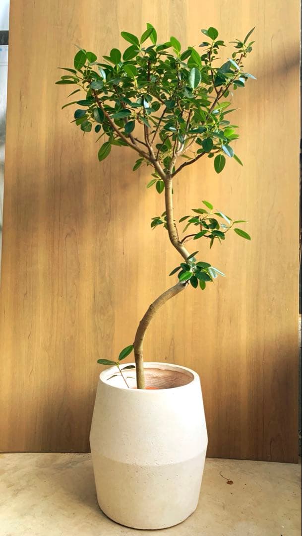 Raki　　フランスゴム　リビングサイズ