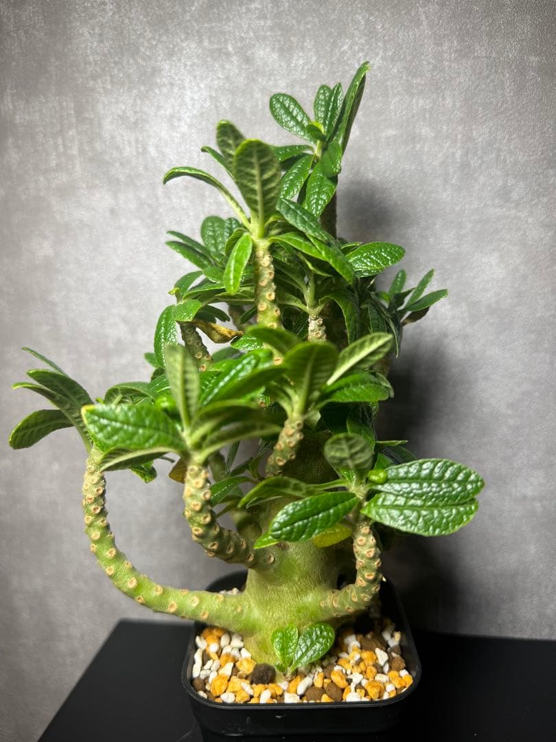 ドロステニア　ギガス　レア種　極美株