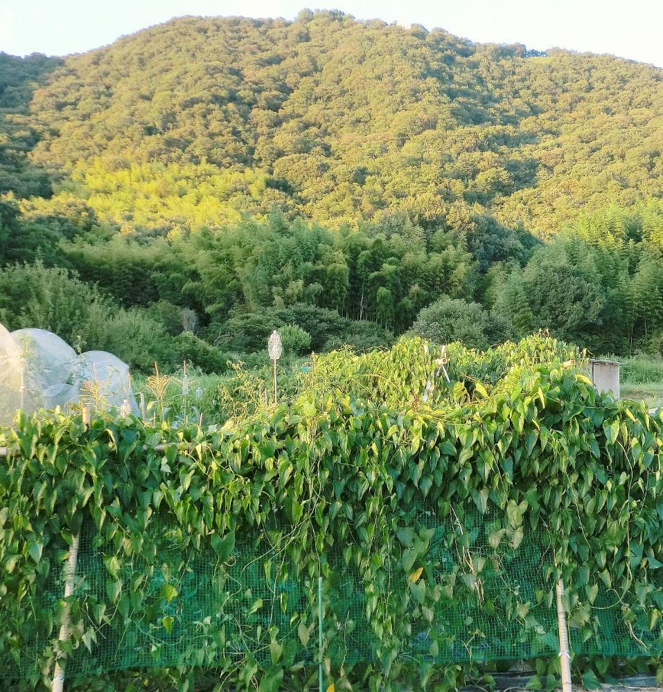 紫山芋(土付き)10kg+500g増量