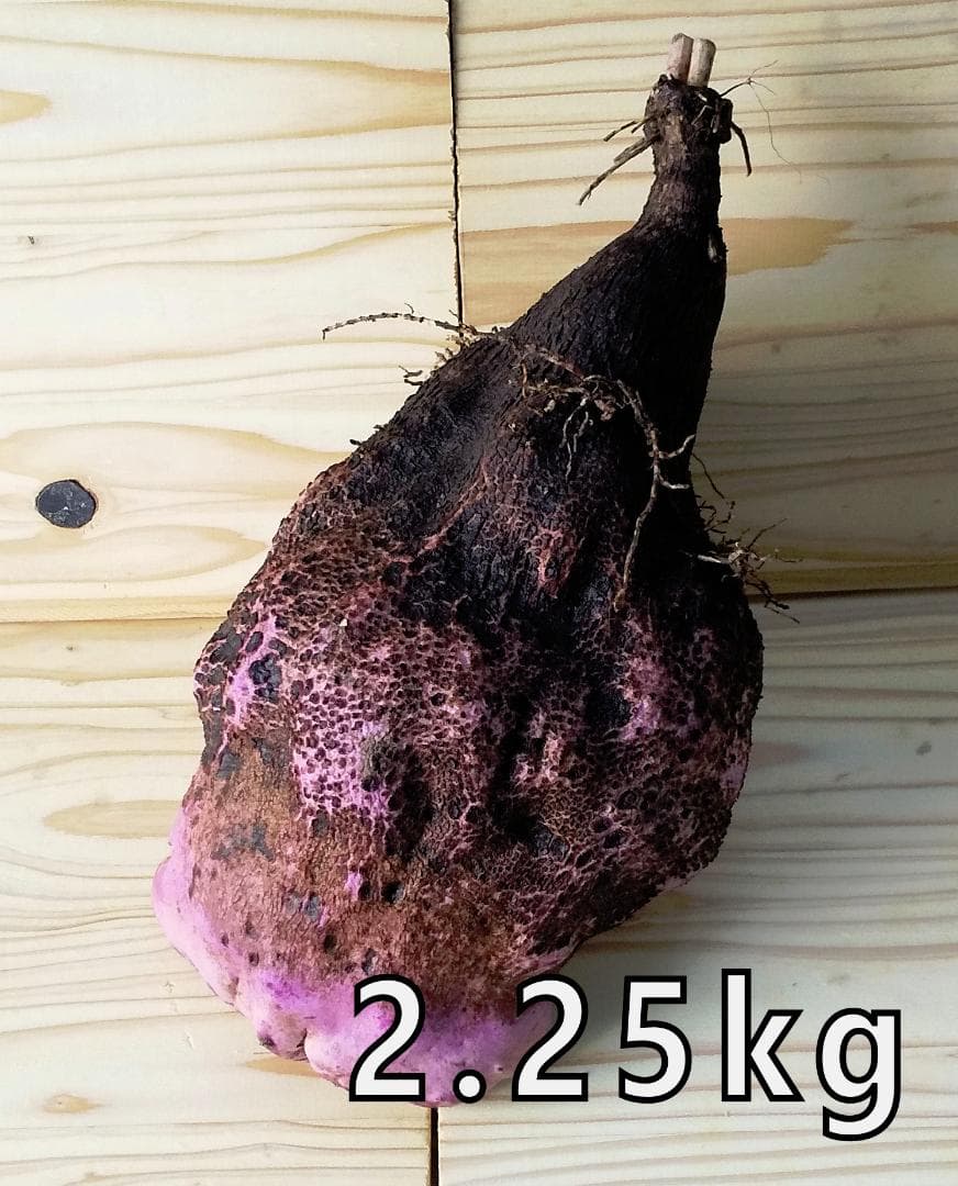 紫山芋(土付き)10kg+500g増量