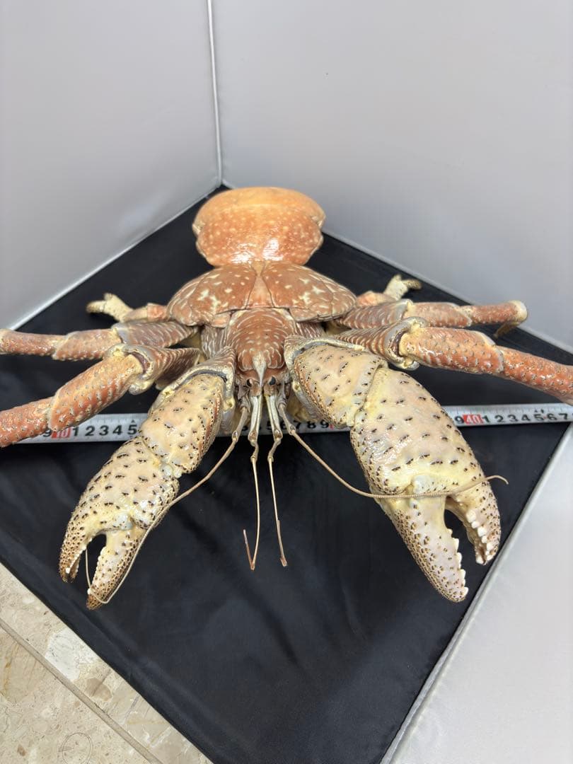 u*d様 現地土産品 ヤシガニ 剥製 標本 約50センチ