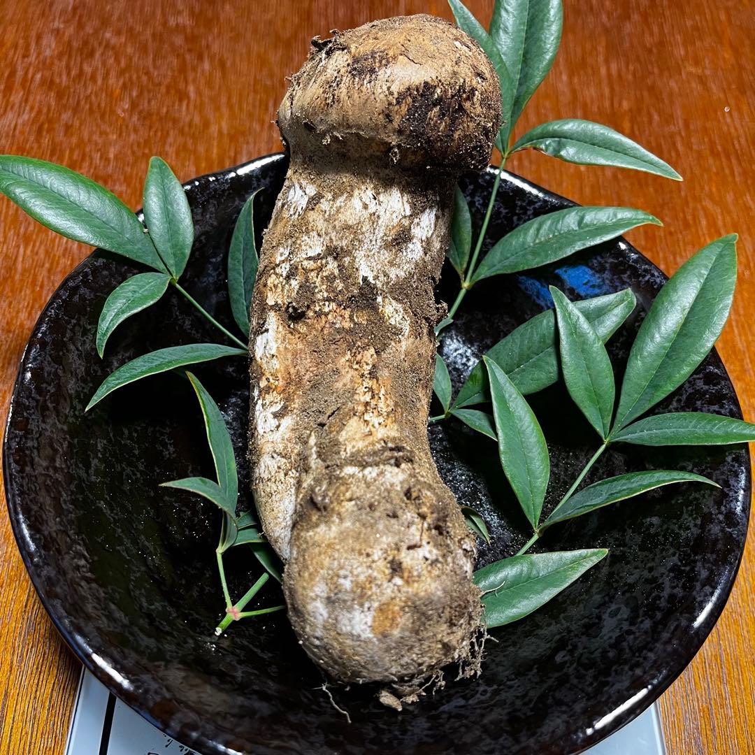 【早い者勝ち！】南信州産　天然松茸　10/15 採れ　長野県　国産　クール便発送