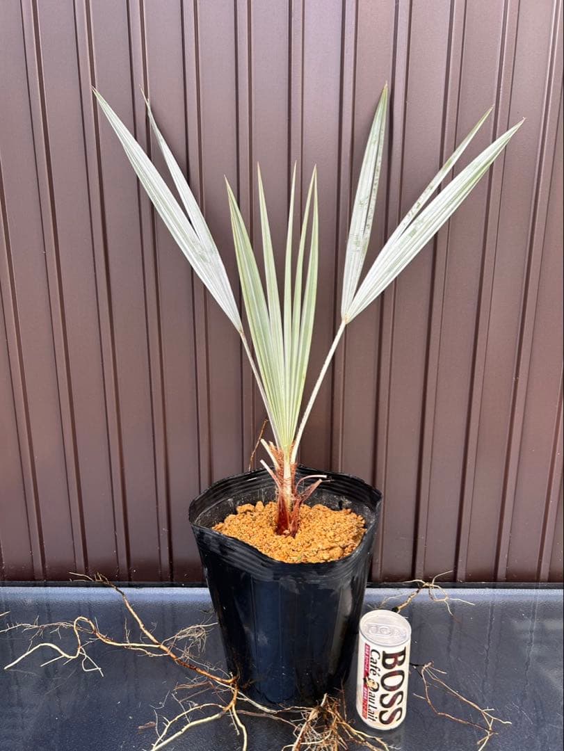 ブラヘア アルマータ E 特白 個体