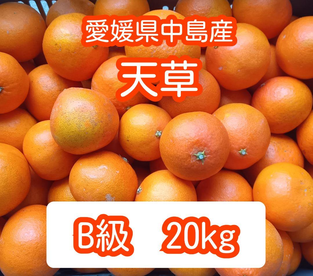 愛媛県中島産天草 20kg B級品