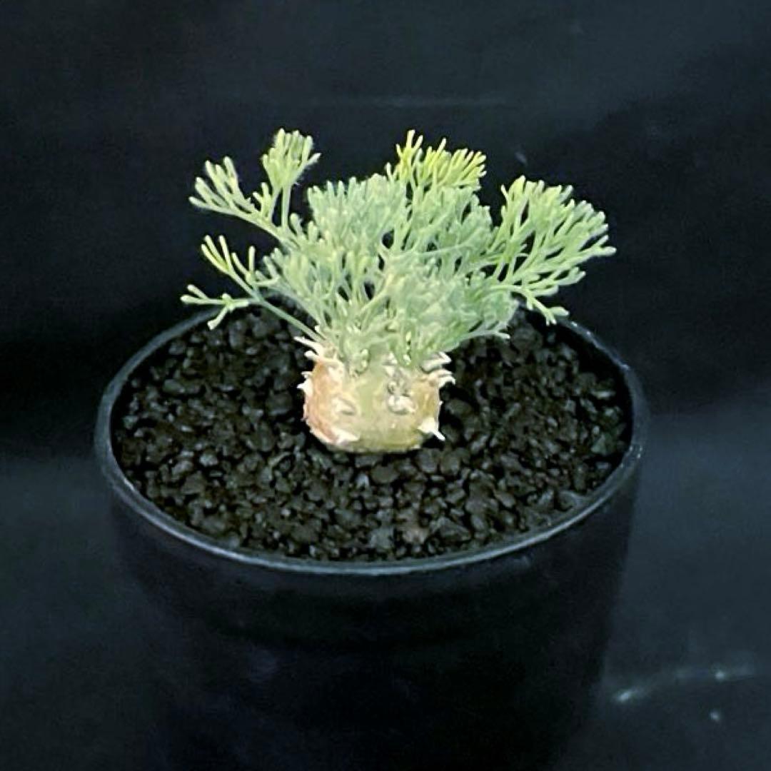 サルコカウロン ペニクリナム ユーフォルビオイデス カカリオイデス 3株セット