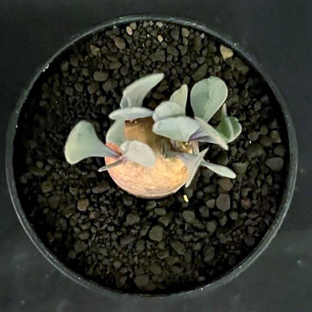 サルコカウロン ペニクリナム ユーフォルビオイデス カカリオイデス 3株セット