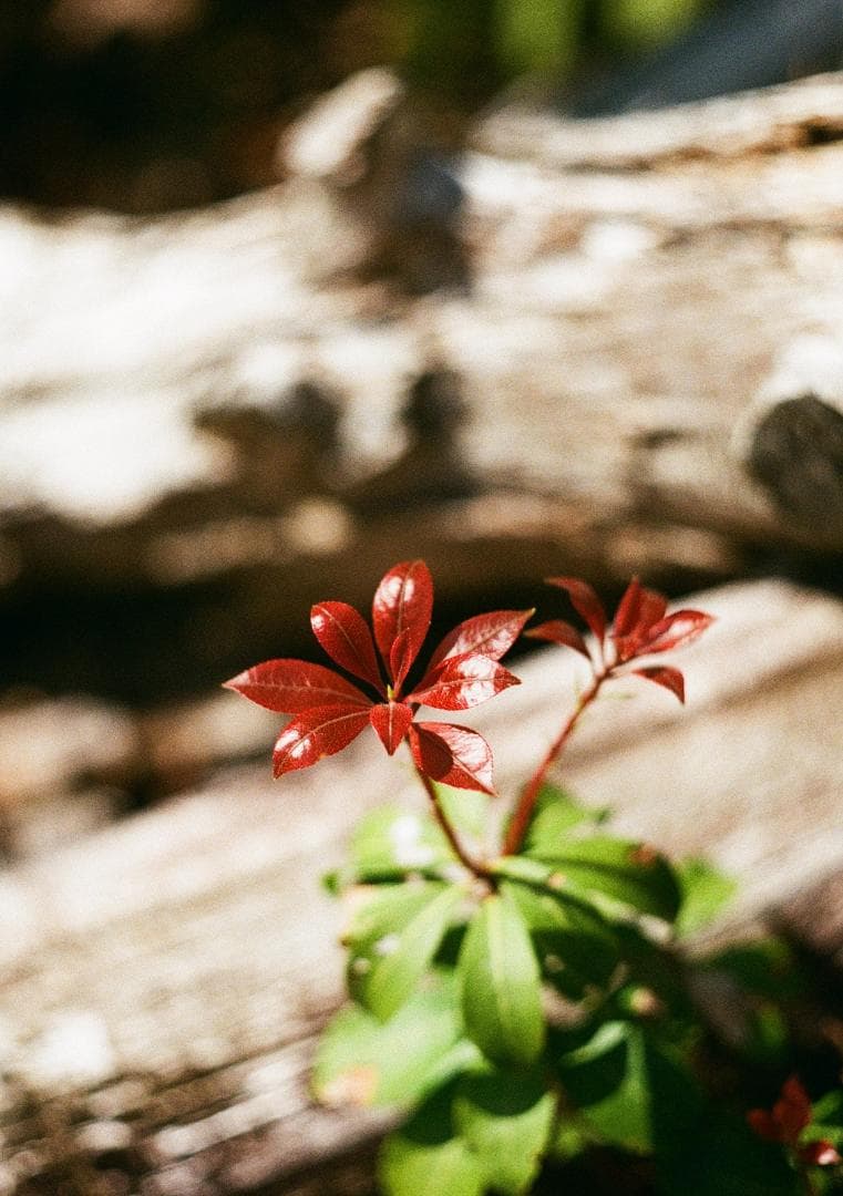 オリンパスペンF 実写済み 38mm f1.8 OLYMPUS PEN F