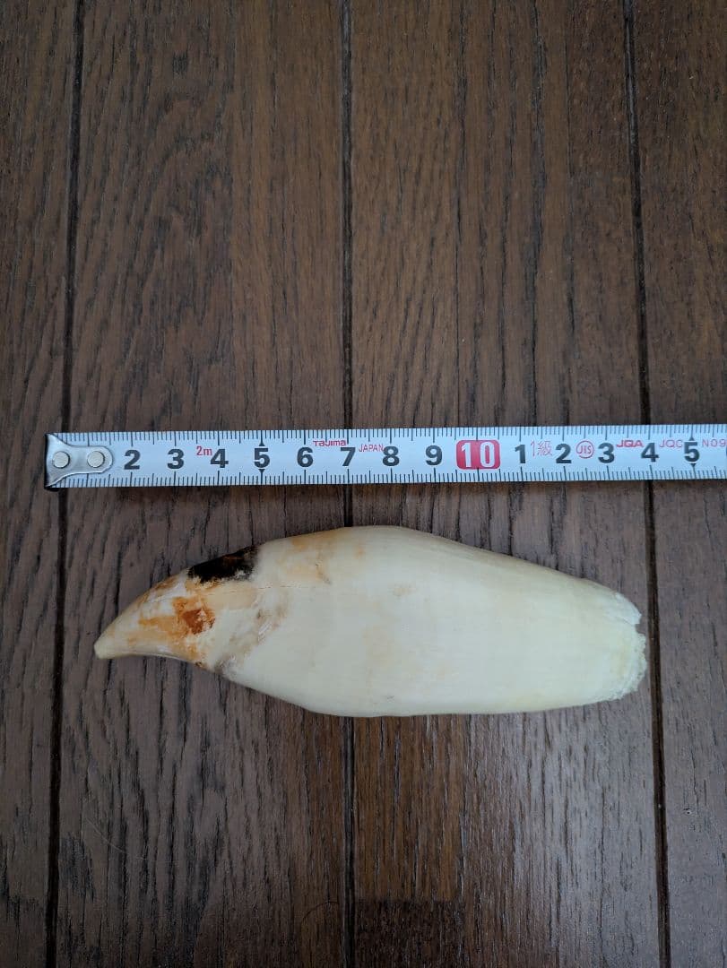 マッコウクジラ（？）の歯