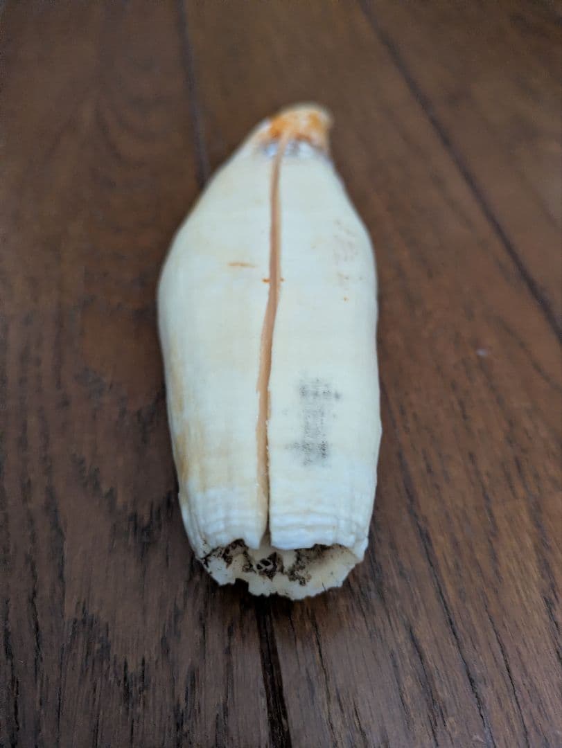 マッコウクジラ（？）の歯