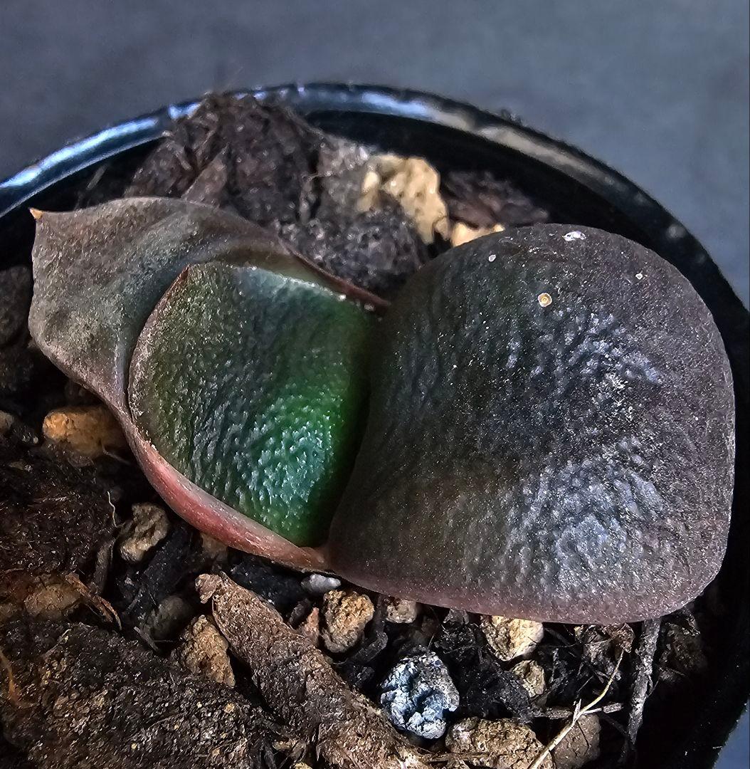 メルカリ便発送&ロウルサンコさんラベル付き☆ガステリア C0(シーゼロ)