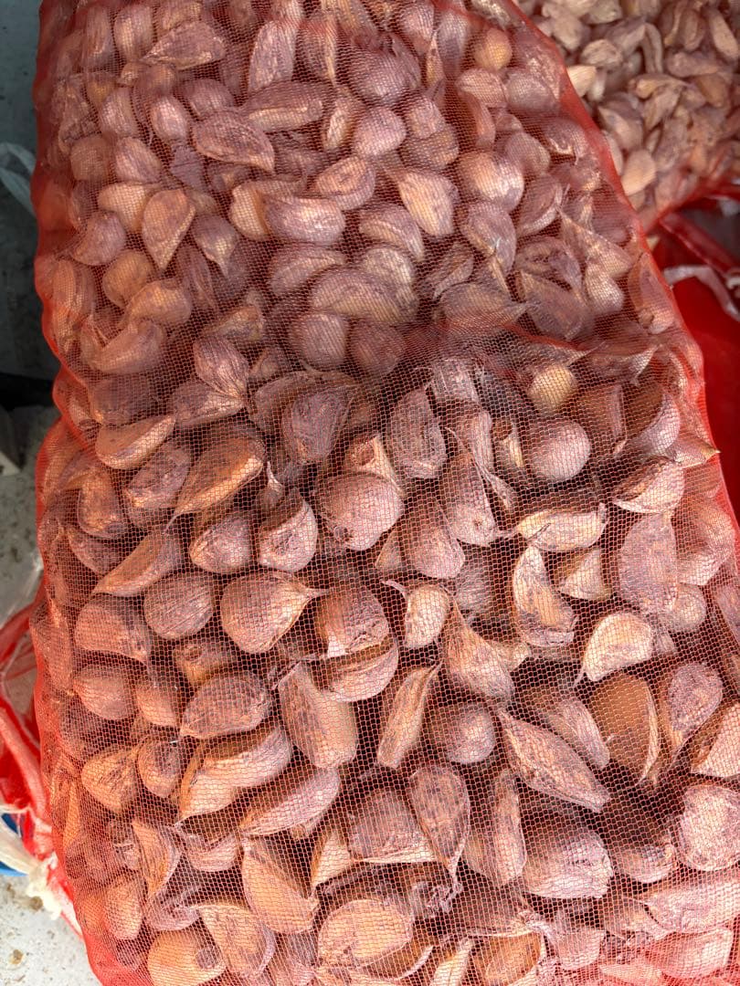 青森県産 福地ホワイト六片 にんにく 種用 Ｍ １０ｋｇ 消毒