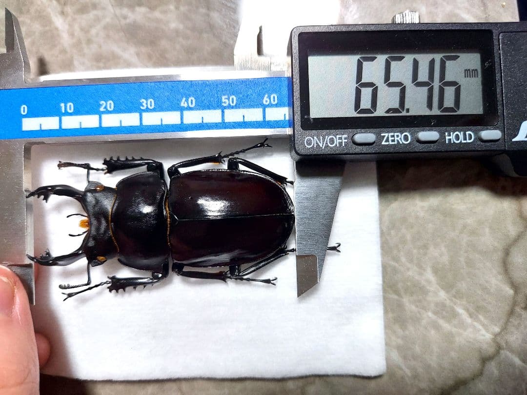 ヤエヤママルバネ　WF1　65mup