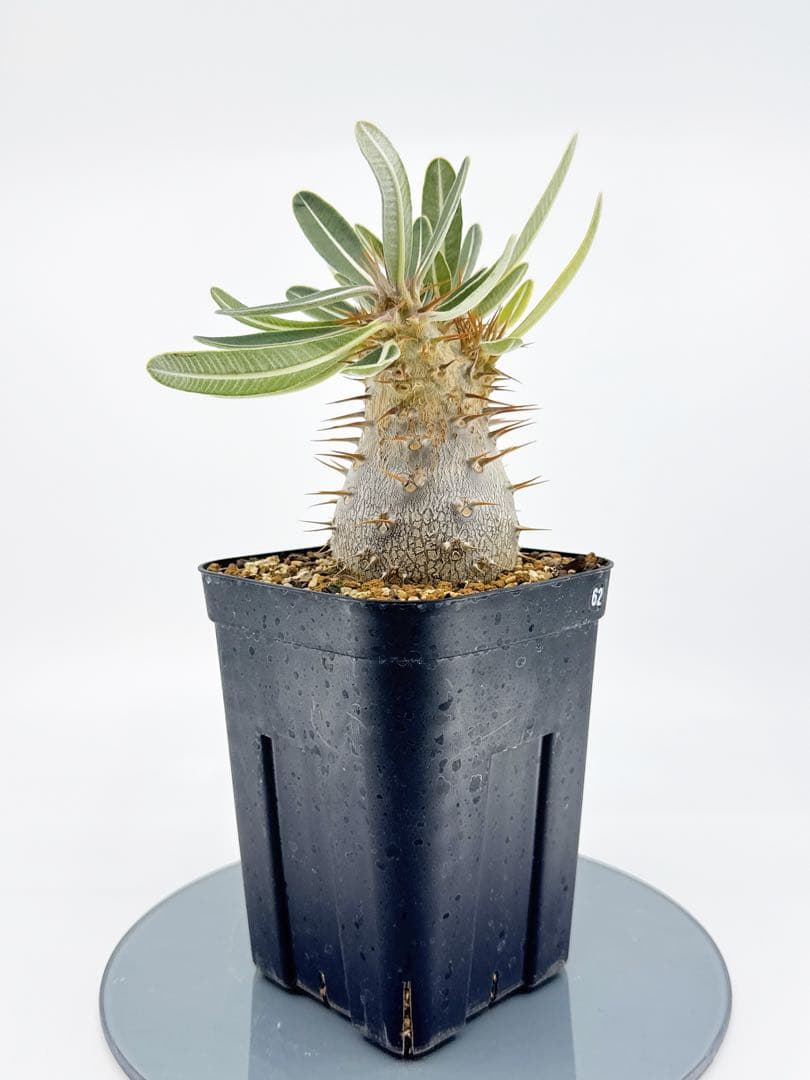 【Link】No62 実生 2年3か月 パキポディウム グラキリス