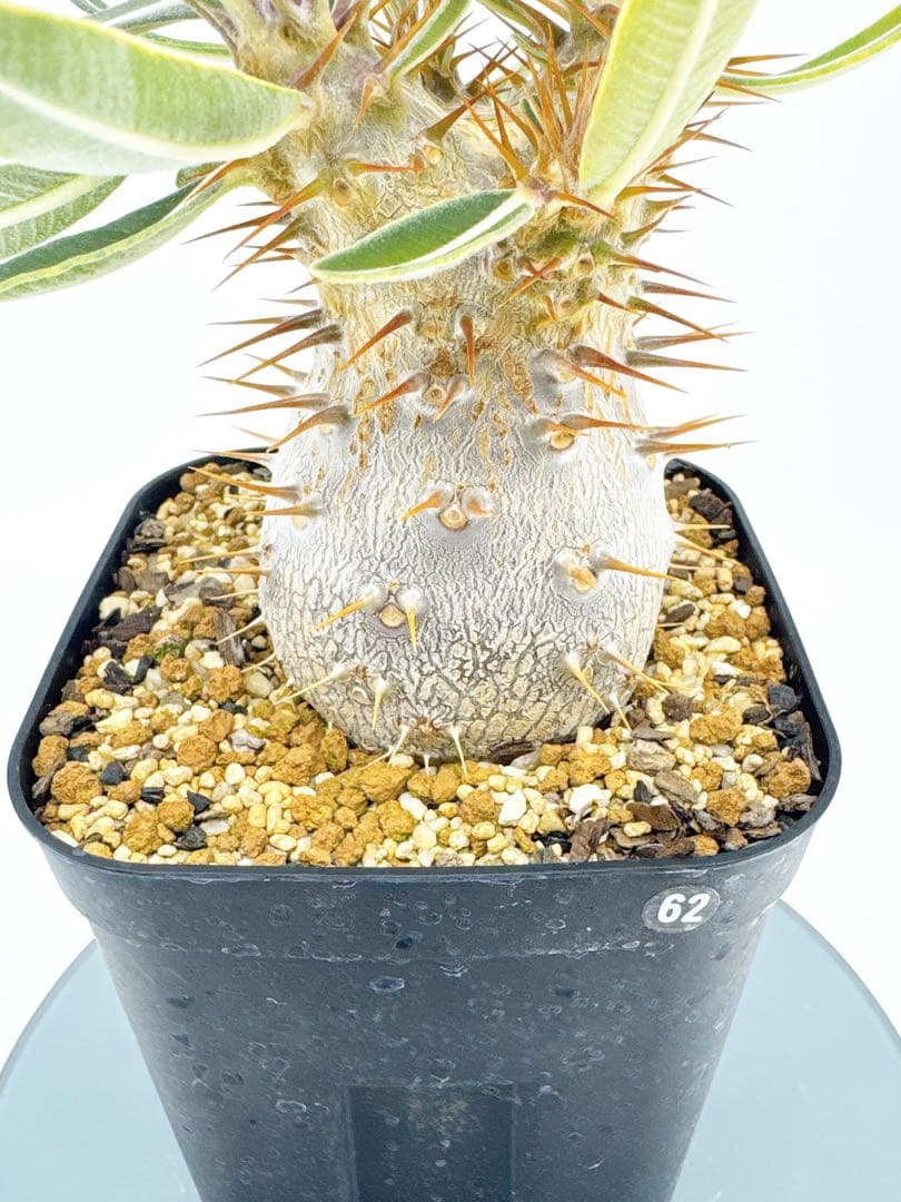 【Link】No62 実生 2年3か月 パキポディウム グラキリス