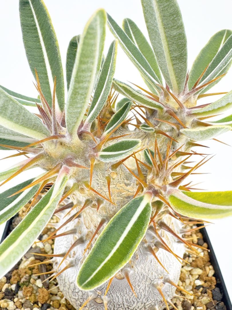 【Link】No62 実生 2年3か月 パキポディウム グラキリス