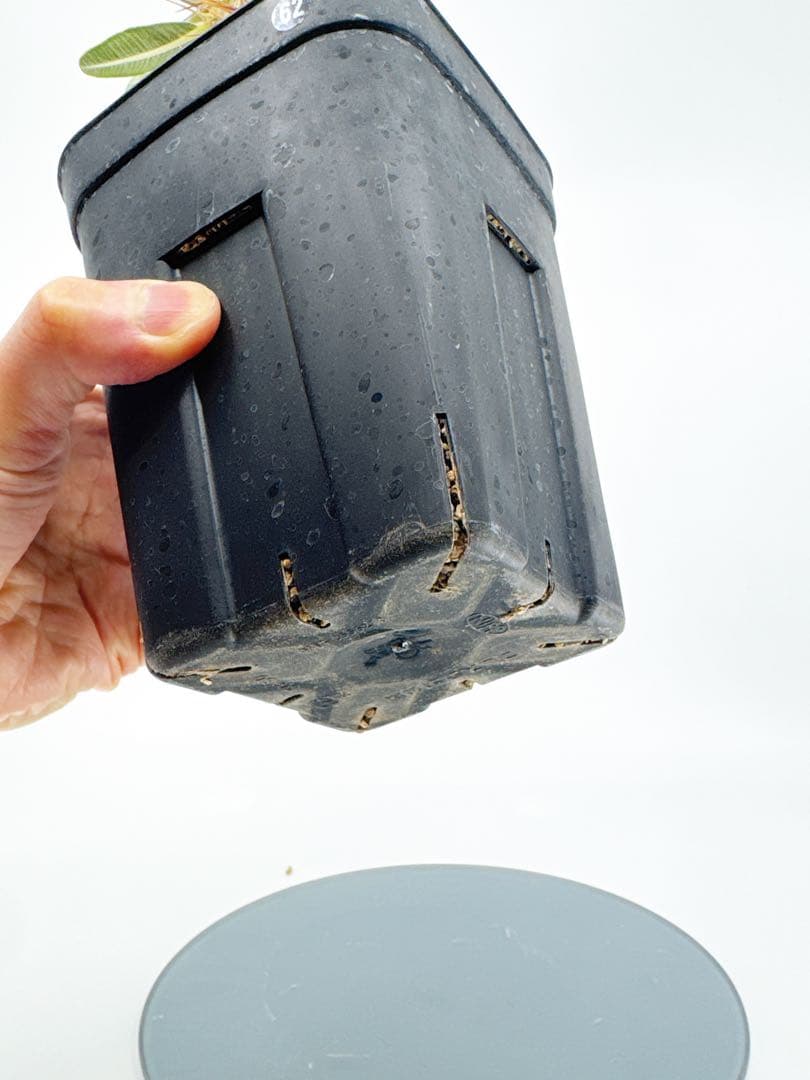 【Link】No62 実生 2年3か月 パキポディウム グラキリス