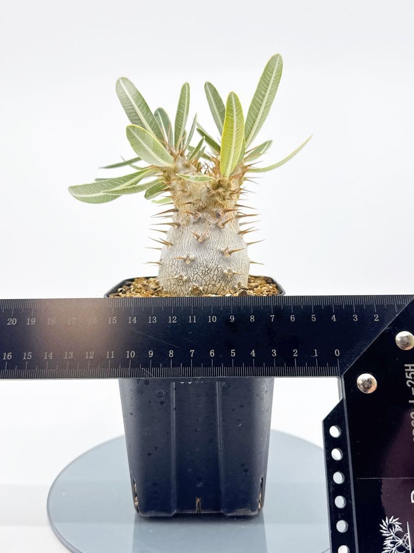 【Link】No62 実生 2年3か月 パキポディウム グラキリス