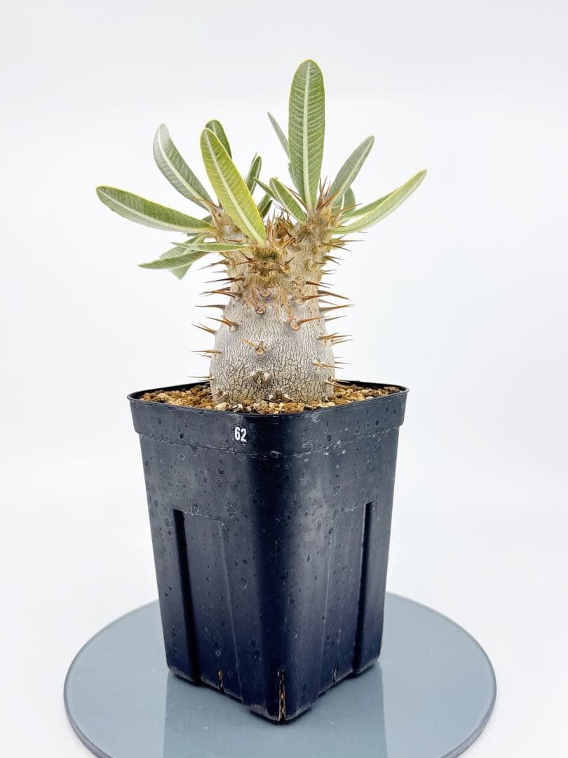 【Link】No62 実生 2年3か月 パキポディウム グラキリス