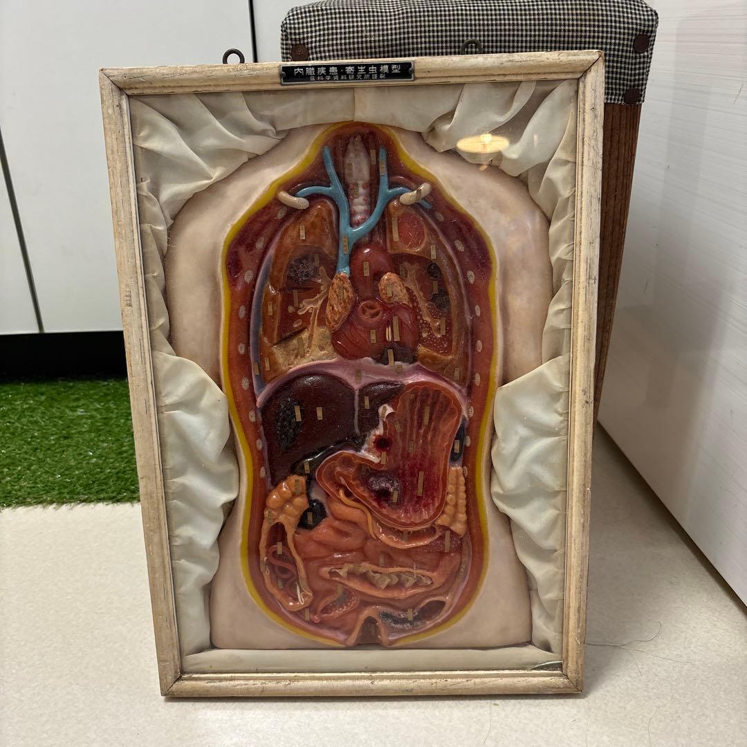 解剖模型 寄生虫標本 木製フレーム