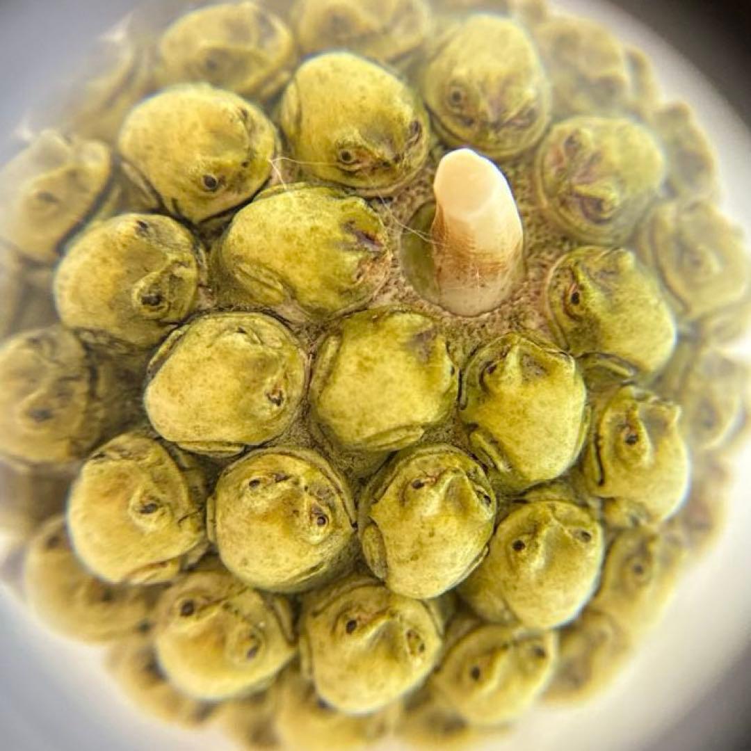 置物 Harmony Kingdom Frogberry Ivory