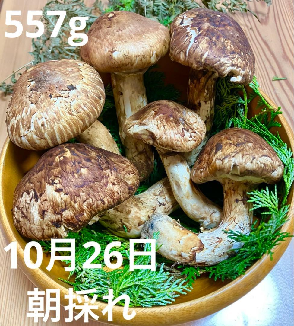 食*才様 長野県 飯田市産 新鮮 松茸 6本 557g 国産松茸 かなりいいもの