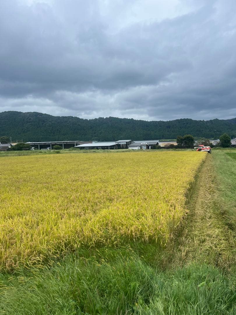 ミルキークイーン　玄米10キロ　滋賀県産