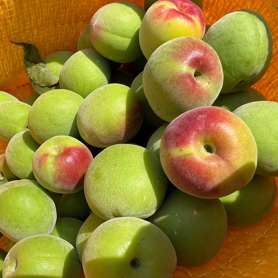 和歌山県みなべ町 南高梅 24時間以内収穫分2Lサイズ5キロ