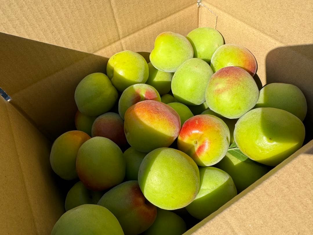 和歌山県みなべ町 南高梅 24時間以内収穫分2Lサイズ5キロ