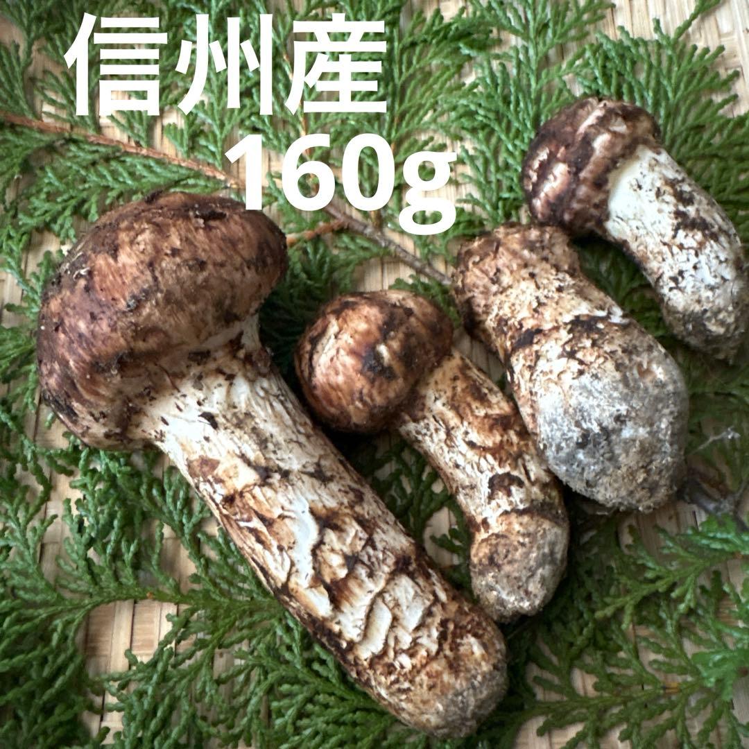 信州産‼️松茸 4本セット 160g 10/17朝採れ