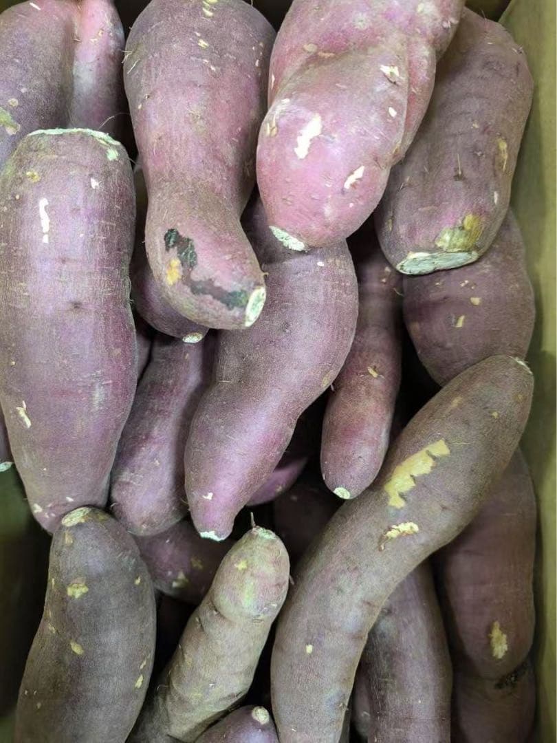 今年も始まりました。とにかく甘い　高糖度さつまいも　甘太くん　大容量セール