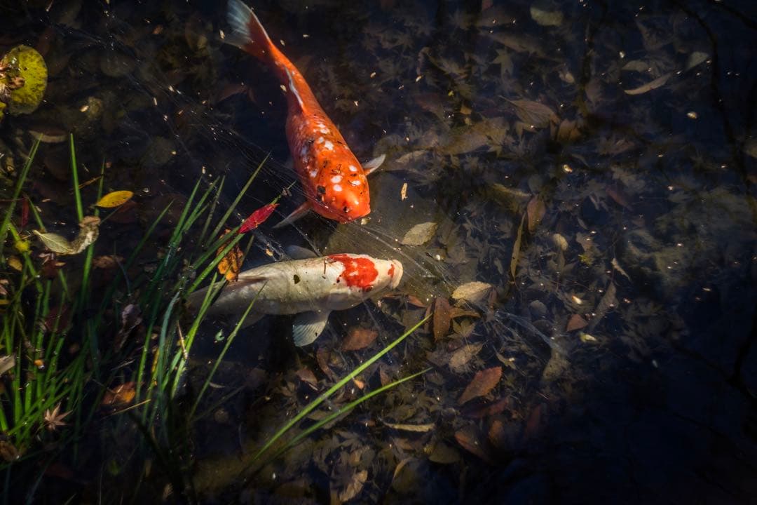 分解清掃済 Helios-44-2 58mm f2 ぐるぐるボケ 22