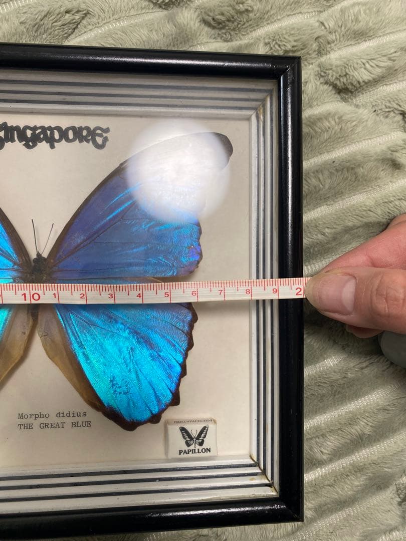 Morpho didius 蝶 標本 青色THE GREAT BLUE モルフォ