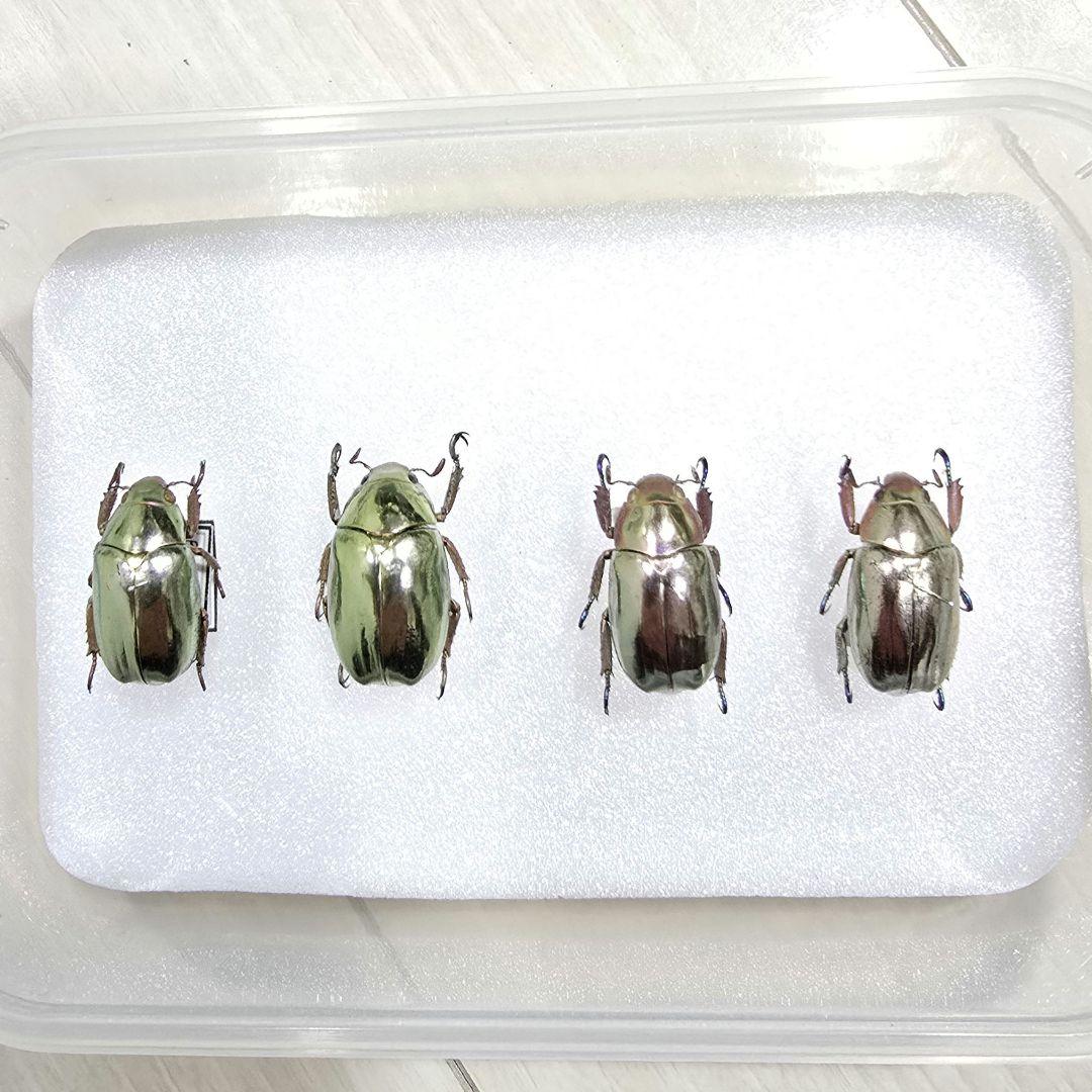 プラチナコガネ標本４頭セット