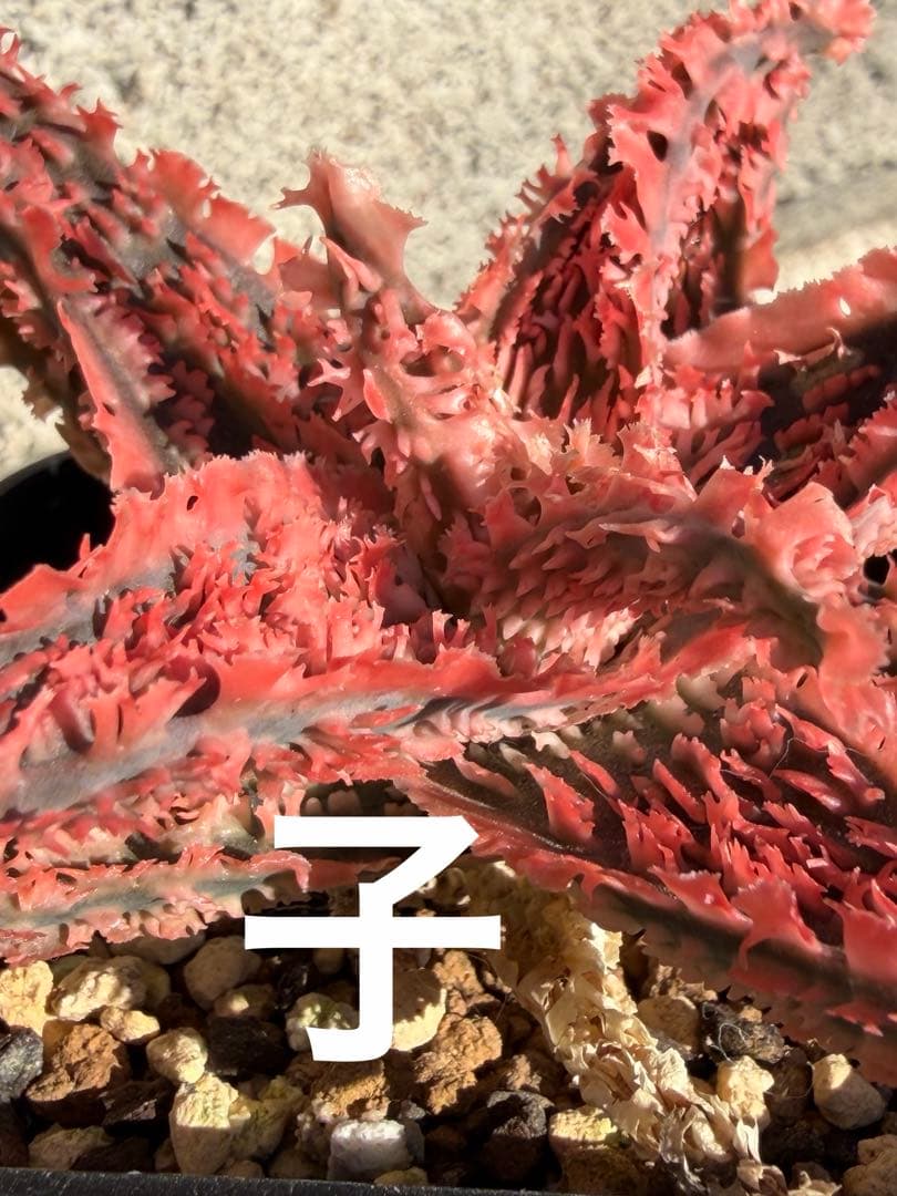 まとめセットAloe hybrid “Sunday” ハイブリッド　子株　第四種