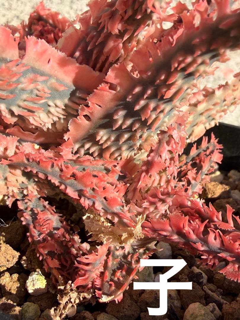 まとめセットAloe hybrid “Sunday” ハイブリッド　子株　第四種