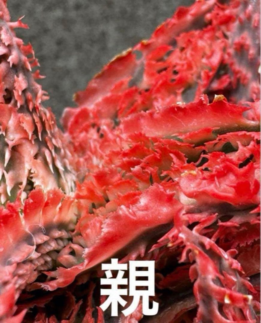 まとめセットAloe hybrid “Sunday” ハイブリッド　子株　第四種