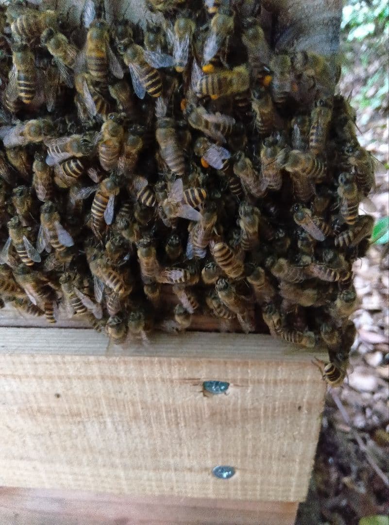 南国土佐の百花蜜　ニホンミツバチはちみつ　無添加　無加工　1170g✕2本